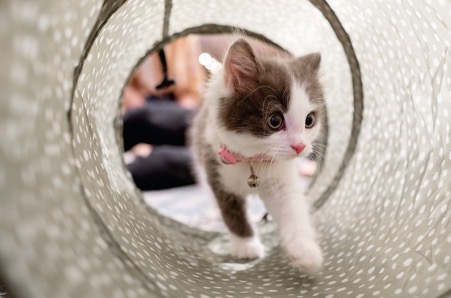 Play for Solo Cats Your Cat