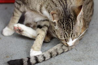 My cat can't groom herself! Your Cat