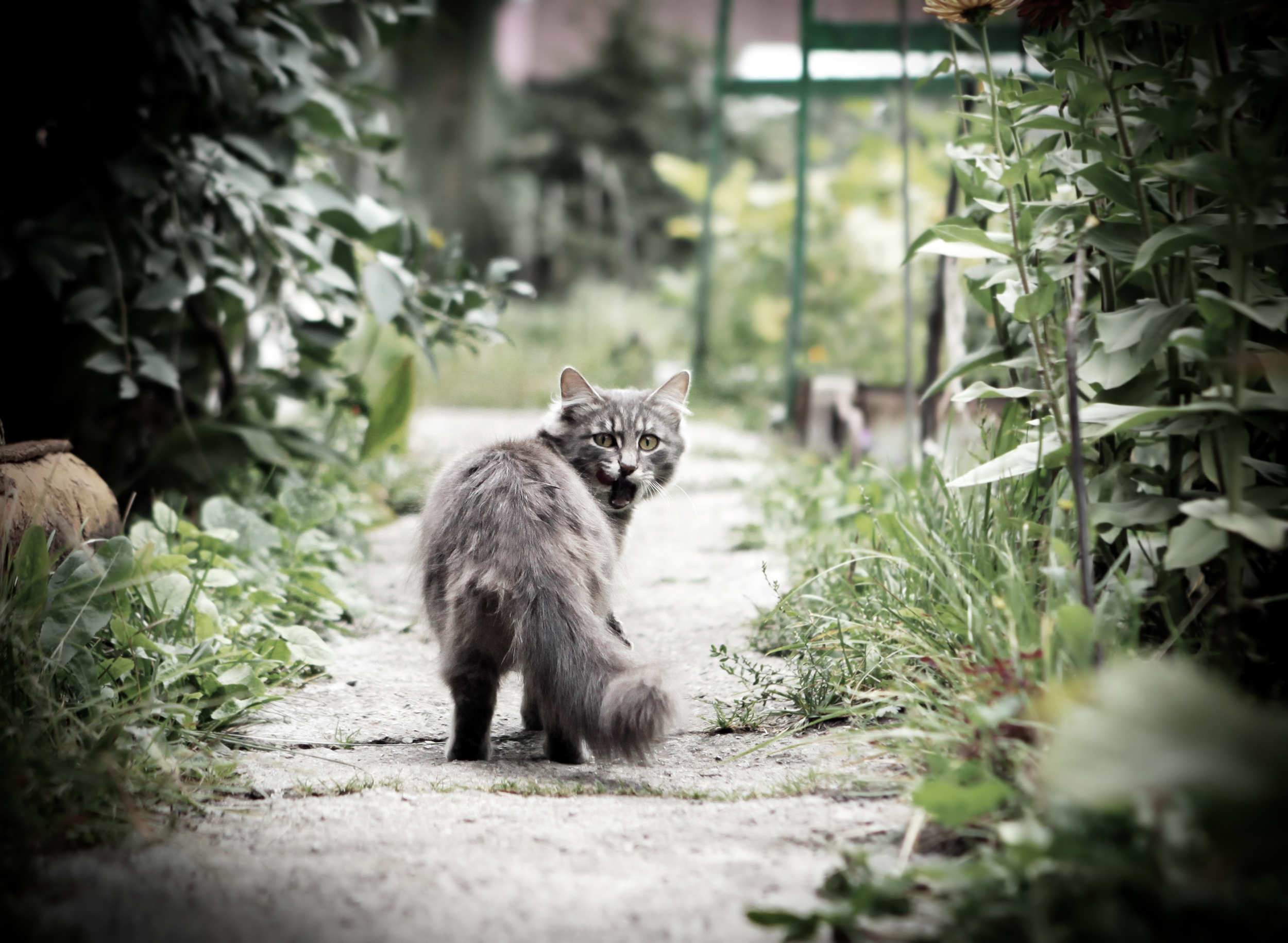 Letting cats outdoors for first time Your Cat