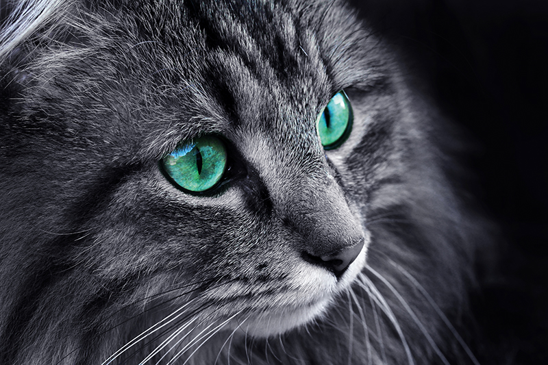 Do cats see in colour or just in back and white? Your Cat