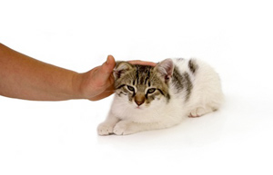 Why do cats need attention? Your Cat