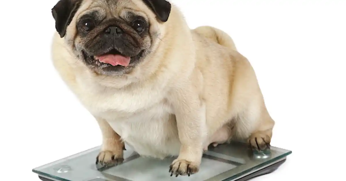 Pug overweight deals