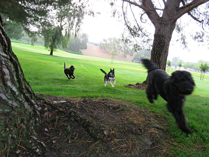 Why Do Dogs Get Zoomies? Your Dog