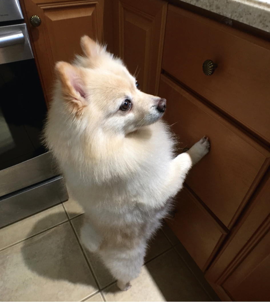 Why does my dog always want more food? Your Dog