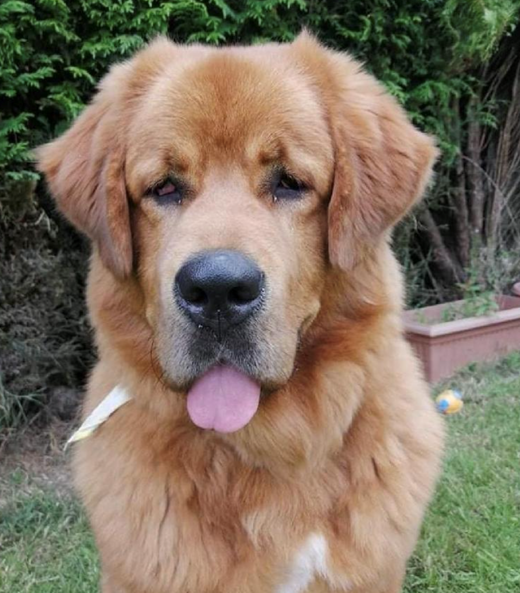 The bigger the dog, the bigger the paws, and the bigger the heart