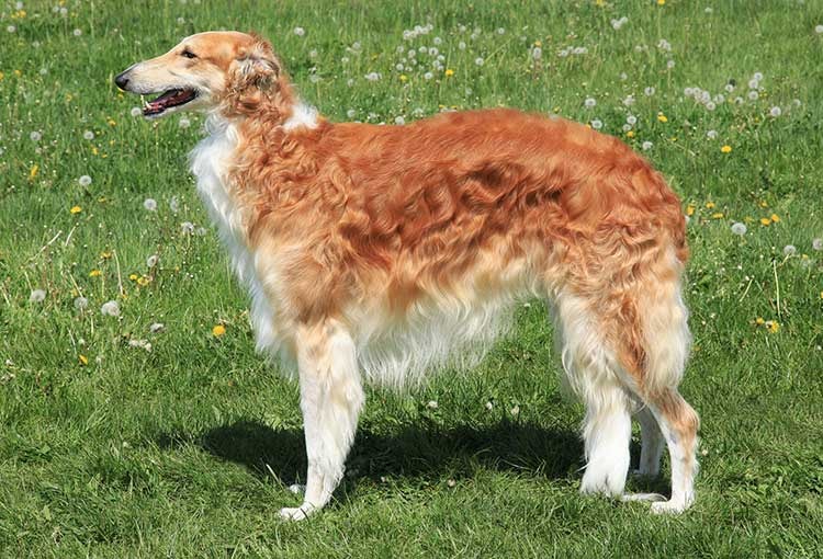 Borzoi Dog Breed Profile Your Dog