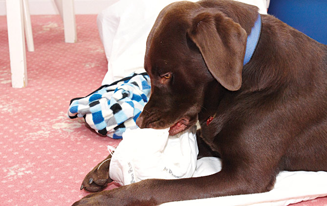 Why is my dog chewing everything? Your Dog