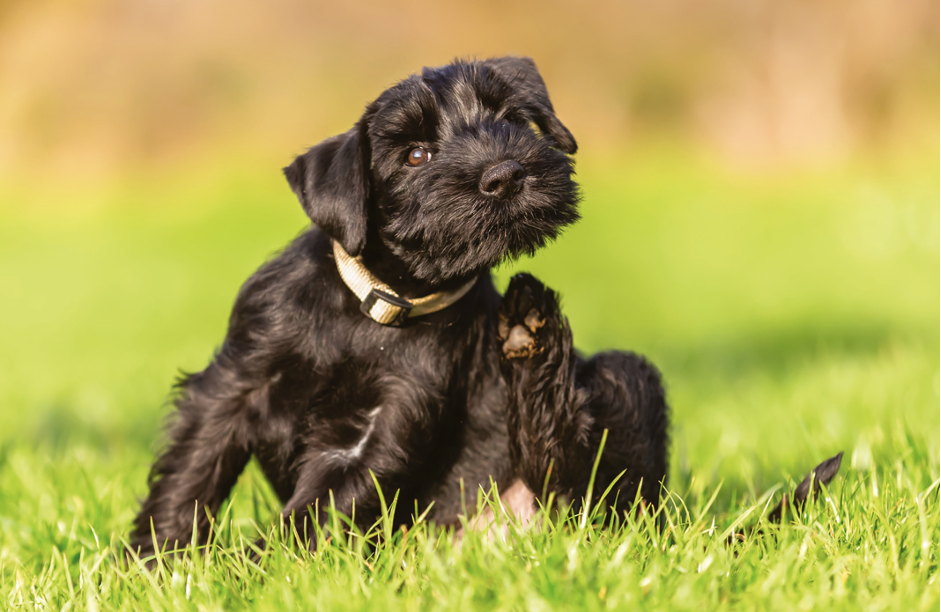 Looking after your dog's skin Your Dog