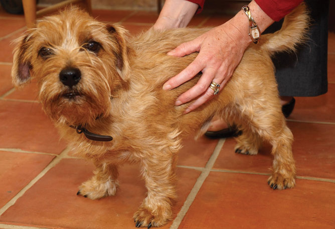 How Can You Tell If Your Dog Is Too Skinny