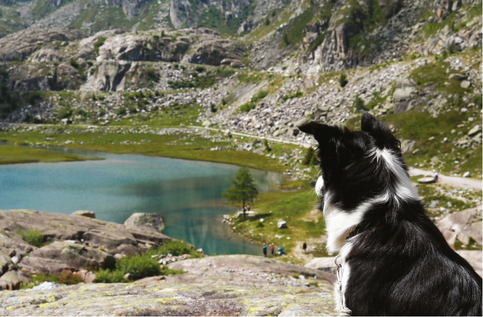 A guide to dogfriendly places to stay Your Dog