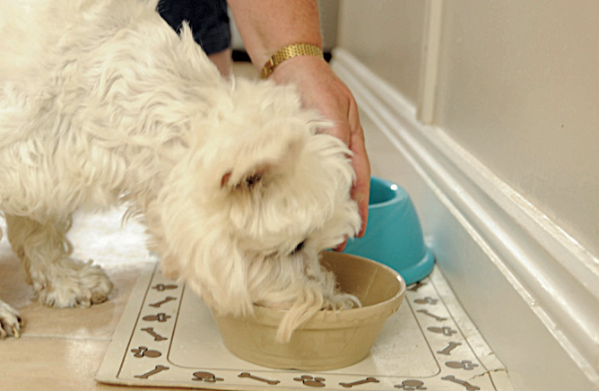 Feeding a dog with diabetes Your Dog