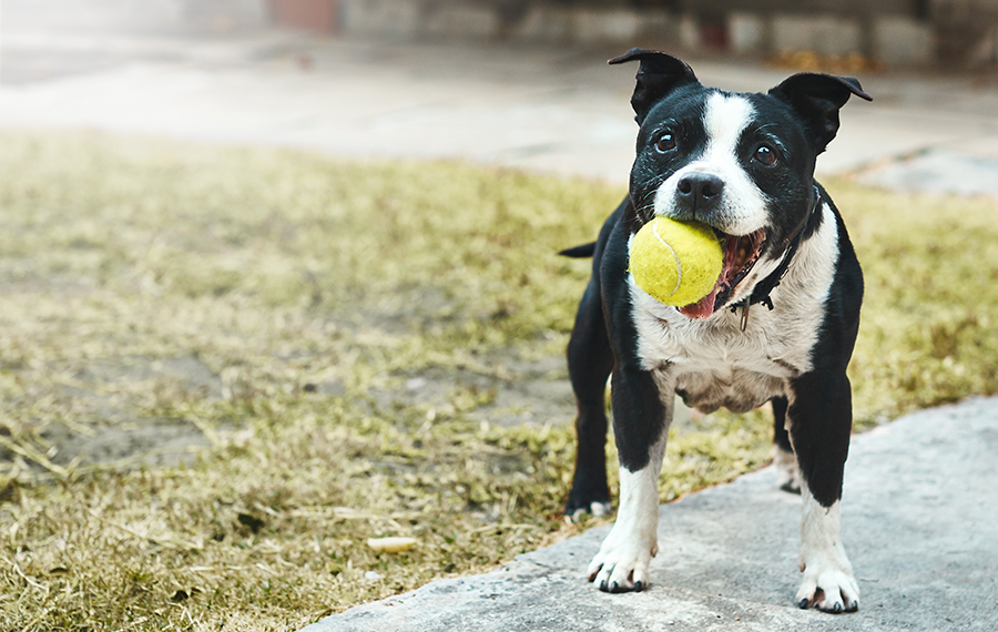 How to have fun with your dog during a global pandemic? Your Dog