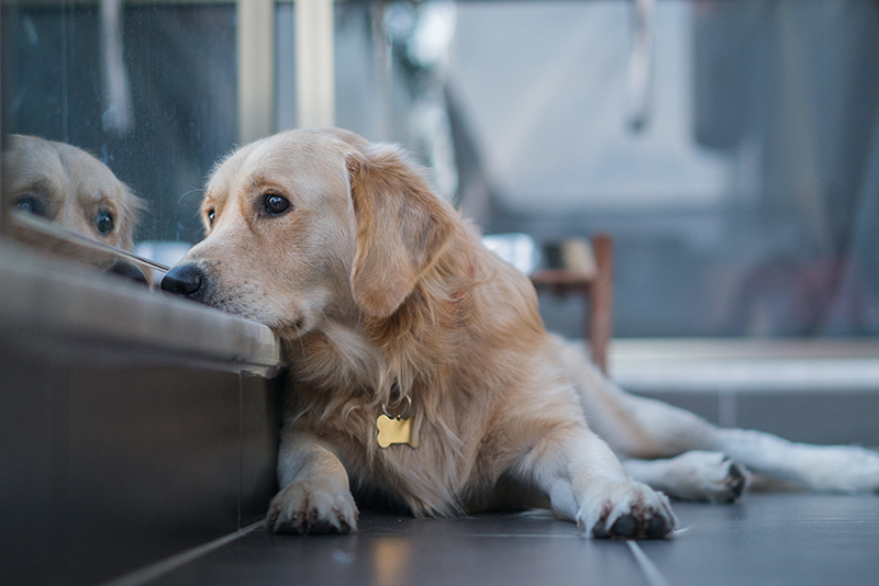 My dog can't be left alone Your Dog