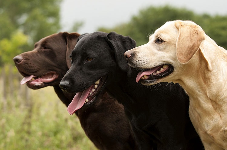 Labrador Retriever Breed Profile Your Dog Labrador Retriever Breed Profile Your Dog