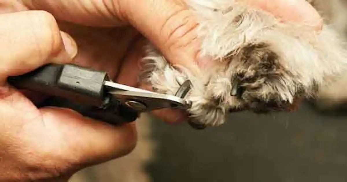 My dog won’t let me cut her nails! - Your Dog