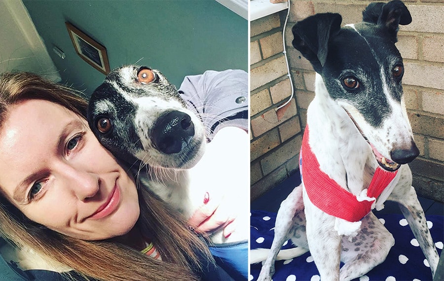 Greyhound survives adder bite during lockdown Your Dog