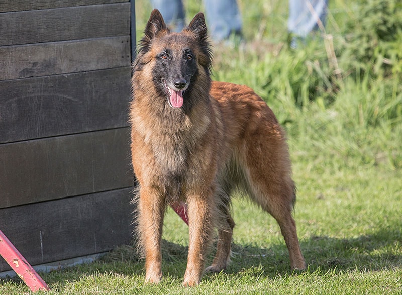 Belgian Shepherd Tervueren Your Dog
