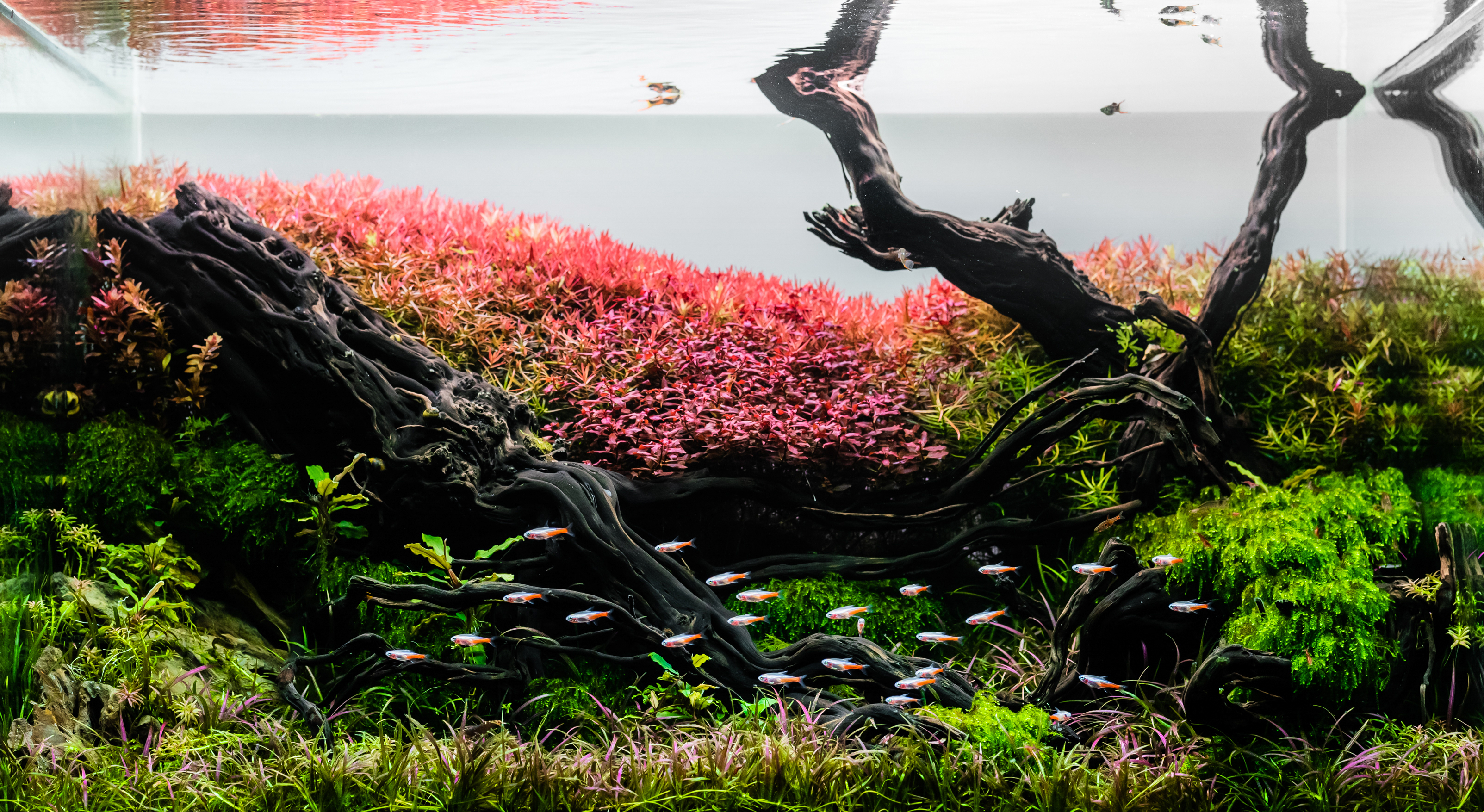 Aquascaping for Modern Design: Stunning Ideas to Transform Spaces