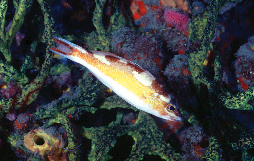Hooked on Tobacco Practical Fishkeeping