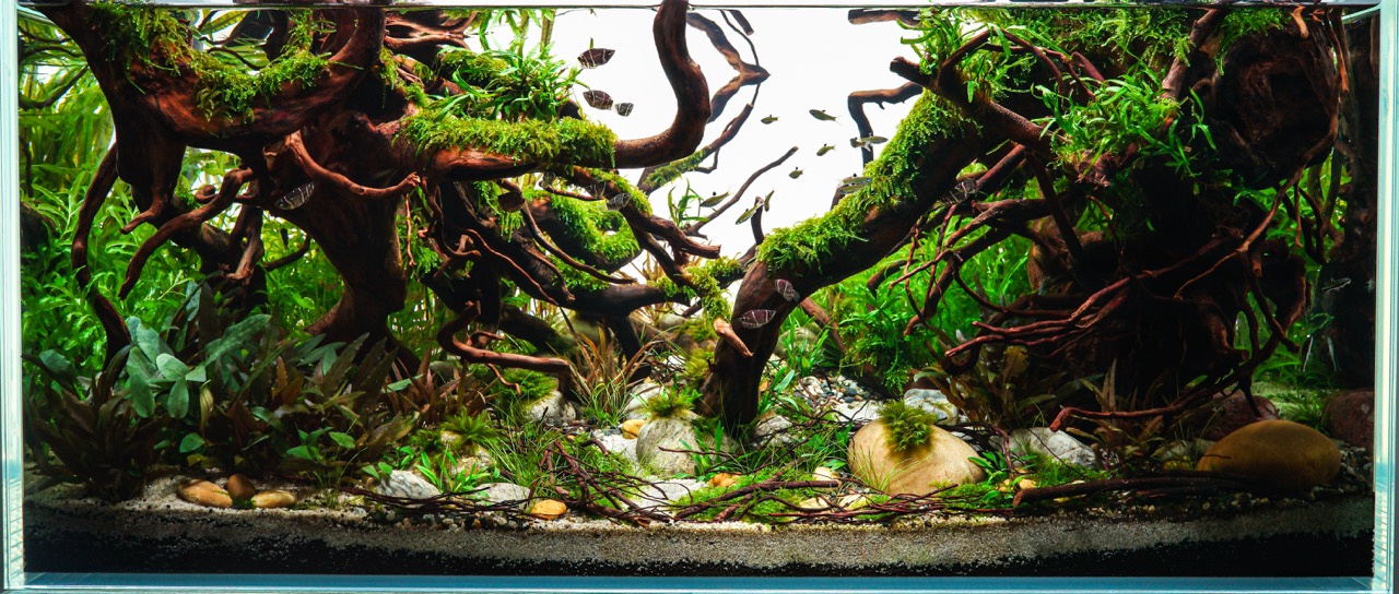 Aquascaping for Large Aquariums: Stunning Designs & Expert Tips