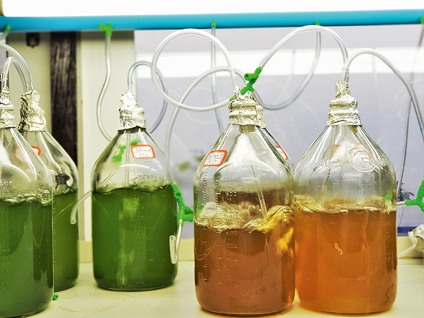 Getting started in fish breeding Practical Fishkeeping