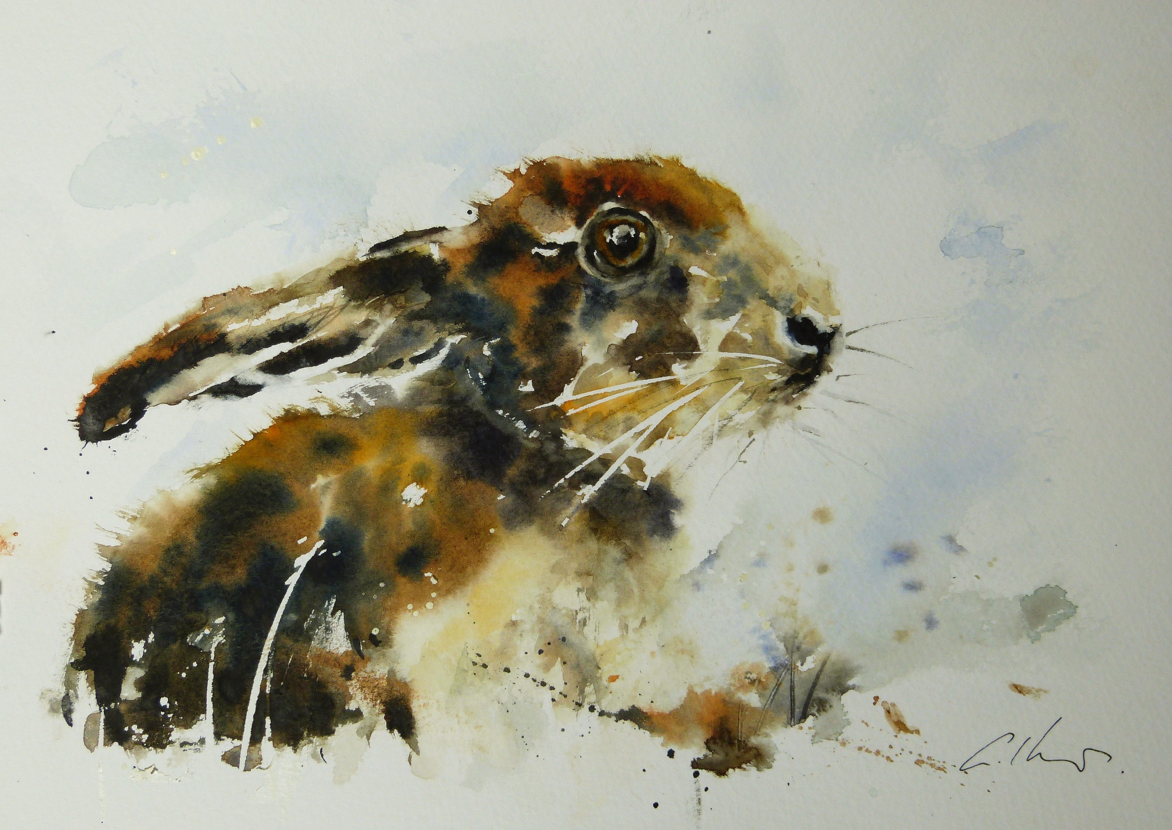 Young Hare. by Graham Kemp