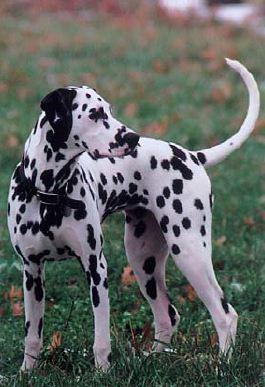 How to Paint a Dalmation