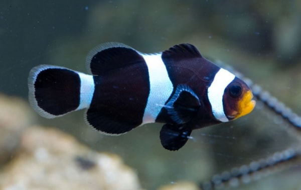 Are fish cold-blooded? - Practical Fishkeeping