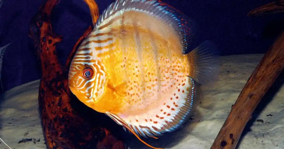 Definitive guide to Discus: part one - Practical Fishkeeping