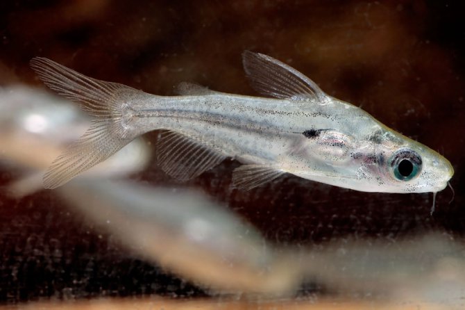 Hovering catfish, Rama chandramara - Practical Fishkeeping