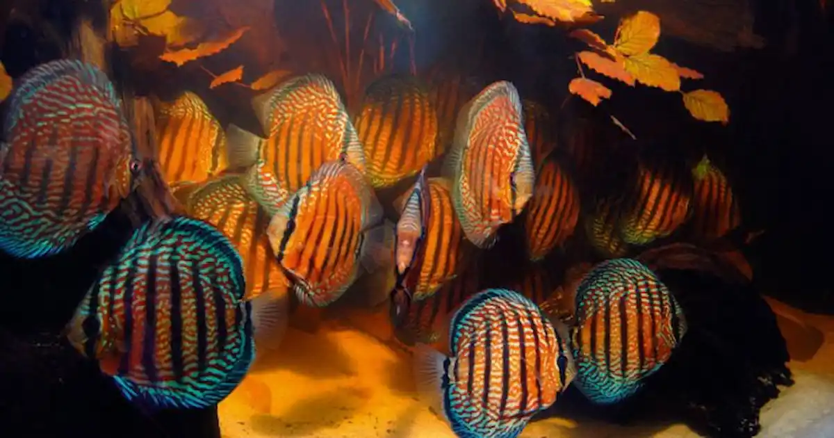 Definitive guide to Discus: part two - Practical Fishkeeping