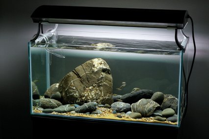 How to set up a White Cloud biotope - Practical Fishkeeping