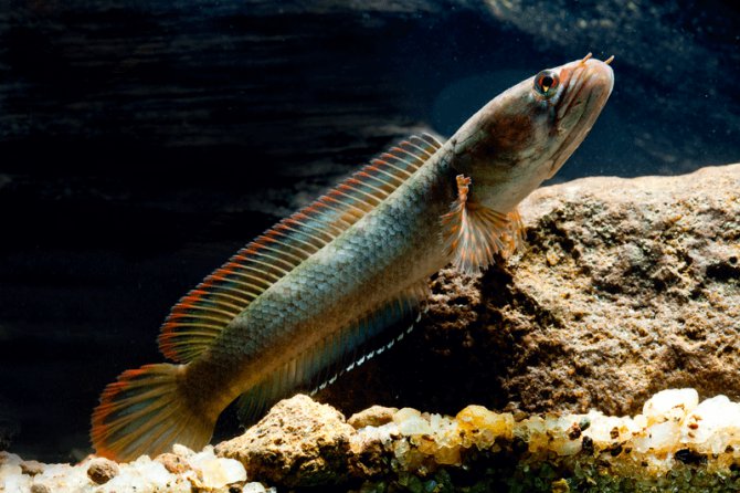 Breeding the Ceylon snakehead, Channa orientalis - Practical Fishkeeping