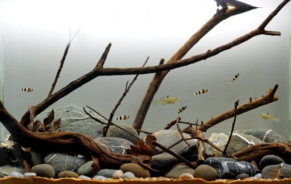 What are brackish aquarium fish What are brackish aquarium fish