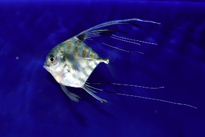 Threadfin trevally, Alectis ciliaris Practical Fishkeeping