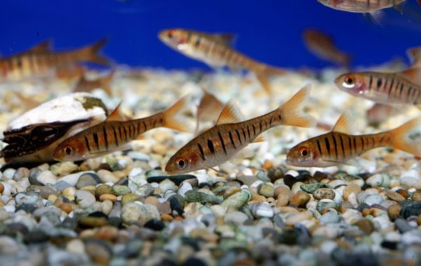 Fire barb, Barbus fasciolatus Practical Fishkeeping