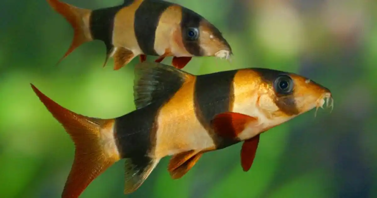 The A-Z of Fish Health, Part 1: A-E - Practical Fishkeeping