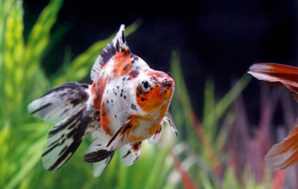 Why does my goldfish swim upside down after feeding