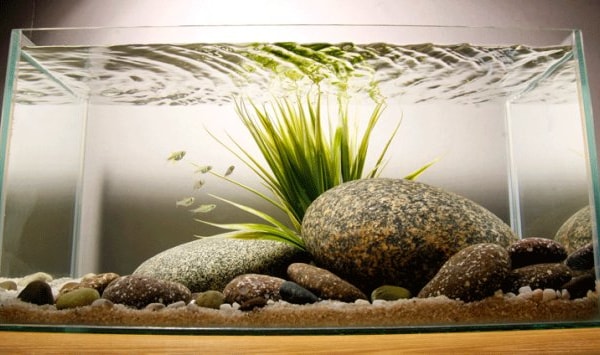 https www practicalfishkeeping co uk features 30 minute tank set up