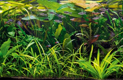 Aquascape Tutorial: NEON TETRA Jungle Aquarium (How To: Non co2 Planted  Tank Step by Step Guide) 