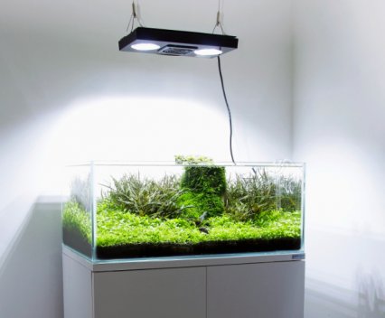 Shallow clearance freshwater aquarium