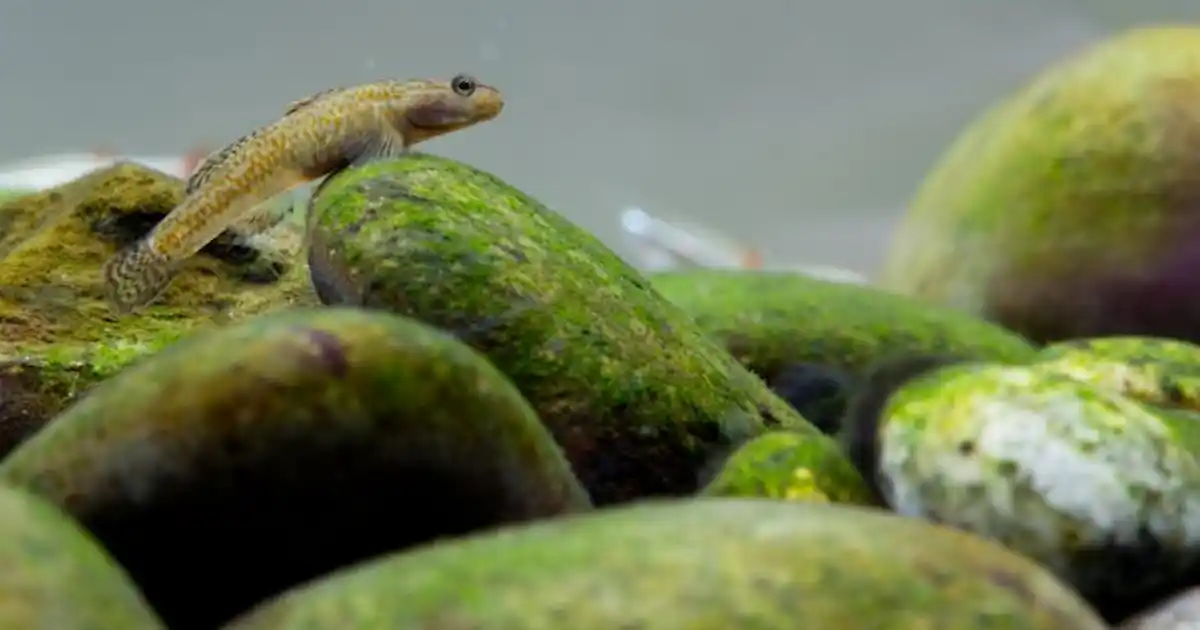 From sluggish to stream - inside of a day! - Practical Fishkeeping