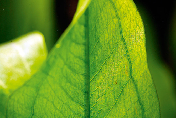 Do Amazon swords come from the Amazon? Practical Fishkeeping