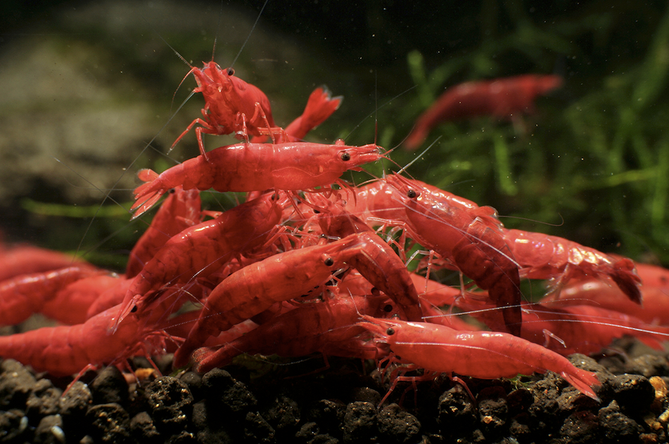 Red cherry hot sale shrimp food