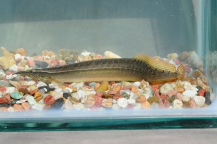 Four new spiny eels described - Practical Fishkeeping