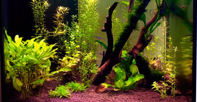 PlantedTanks announces new Dupla and Hobby supplier - Practical Fishkeeping