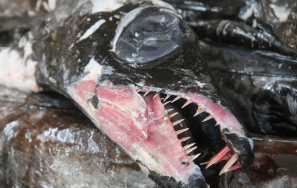 Fish chewing patterns give clue to evolution - Practical Fishkeeping