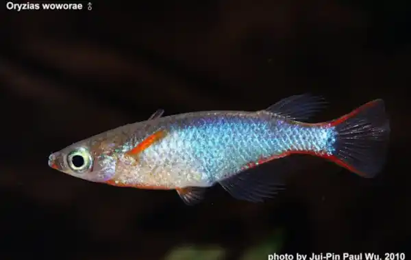 Stunning ricefish described from Indonesian island - Practical Fishkeeping