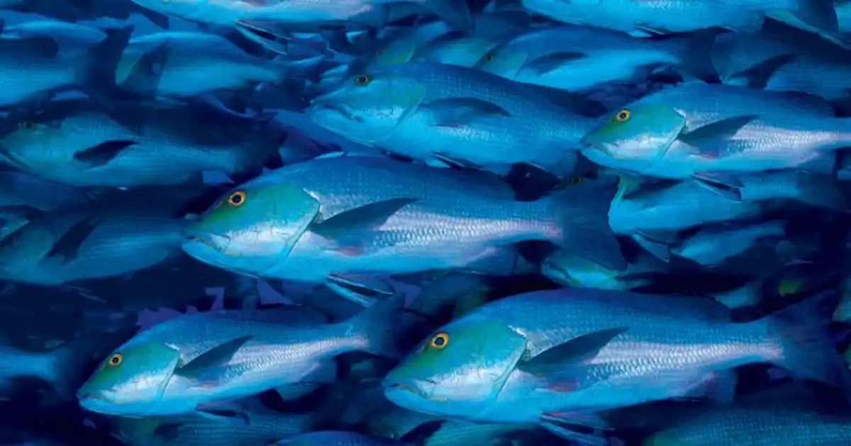 New study into fish schooling behaviour - Practical Fishkeeping