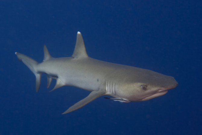 Sharks on a plane - Practical Fishkeeping